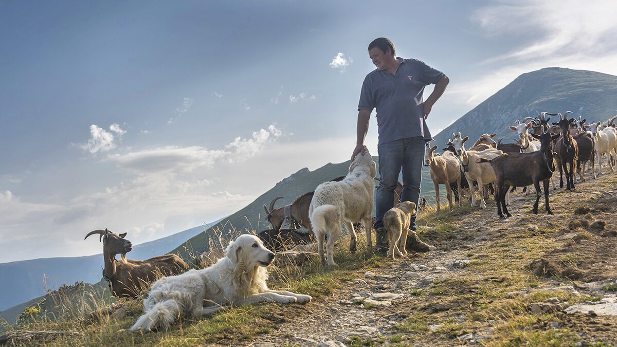 Pastori e cani da guardiania in alpeggio in alta Val Tanaro | G. Cristiani