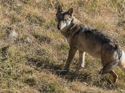 Lupo fotografato in natura (estate 2015) | G. Cristiani/Archivio APAM