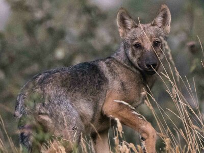 Giovane lupo fotografato in natura (estate 2015) | G. Cristiani/Archivio APAM