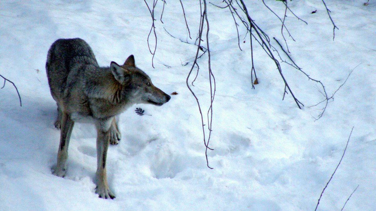 Un lupo fotografato in inverno nel Parco naturale delle Alpi Marittime | A. Rivelli, Archivio APAM